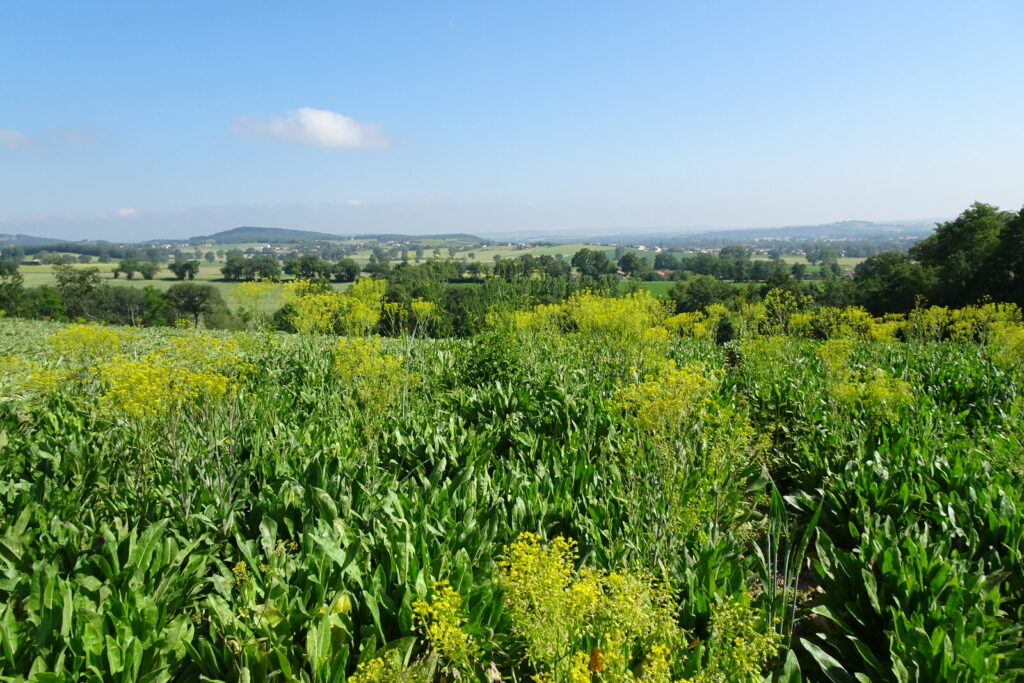 Pastel field on the Pastel de la Serre estate